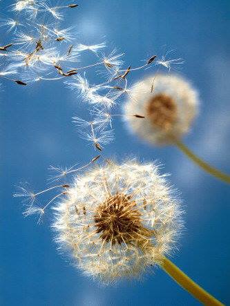 943675_576369229079879_885526213_n