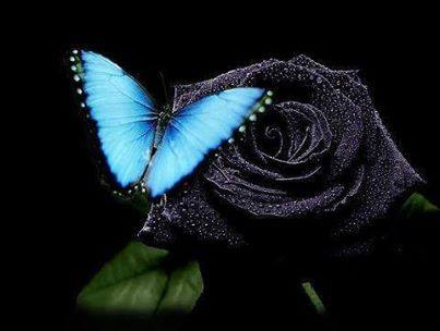 1380050_231172147039919_253366149_n